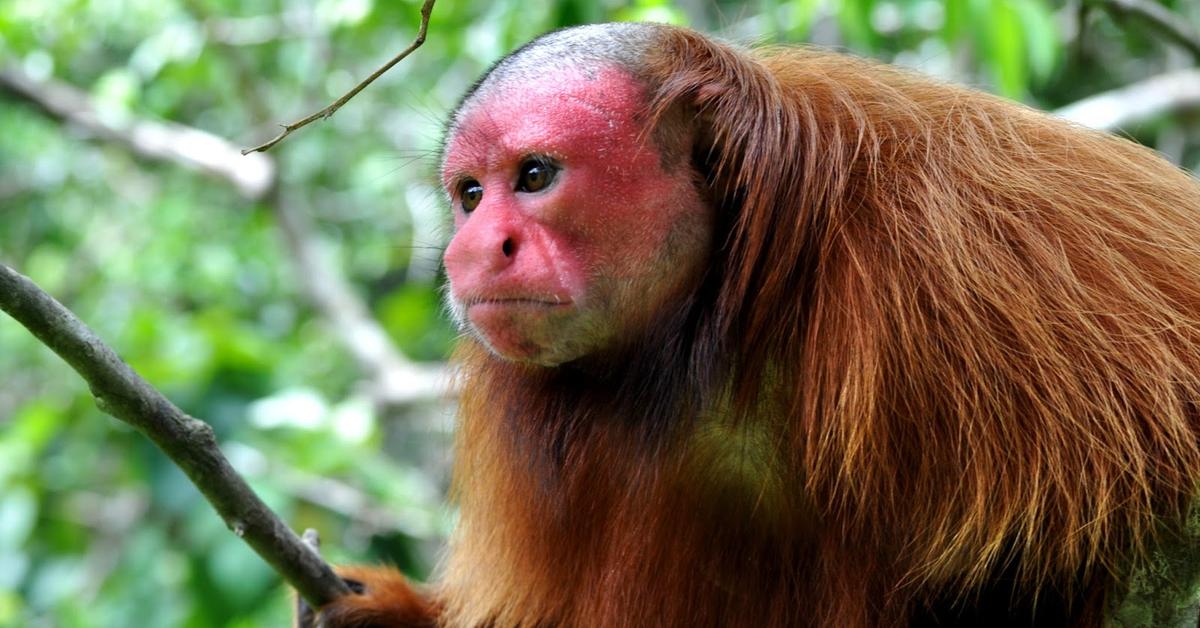 Captured elegance of the Uakari, known in Indonesia as Uakari.