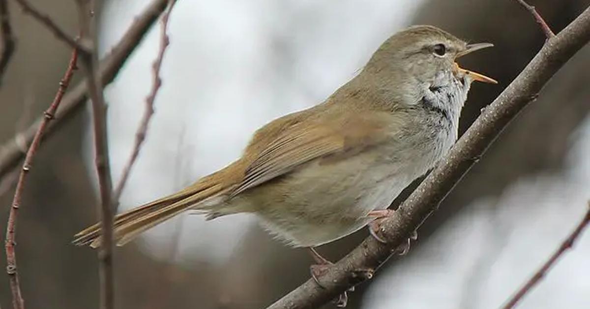 The Uguisu in its natural beauty, locally called Burung Uguisu.