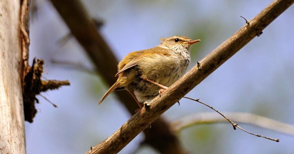 Charming view of the Uguisu, in Indonesia referred to as Burung Uguisu.