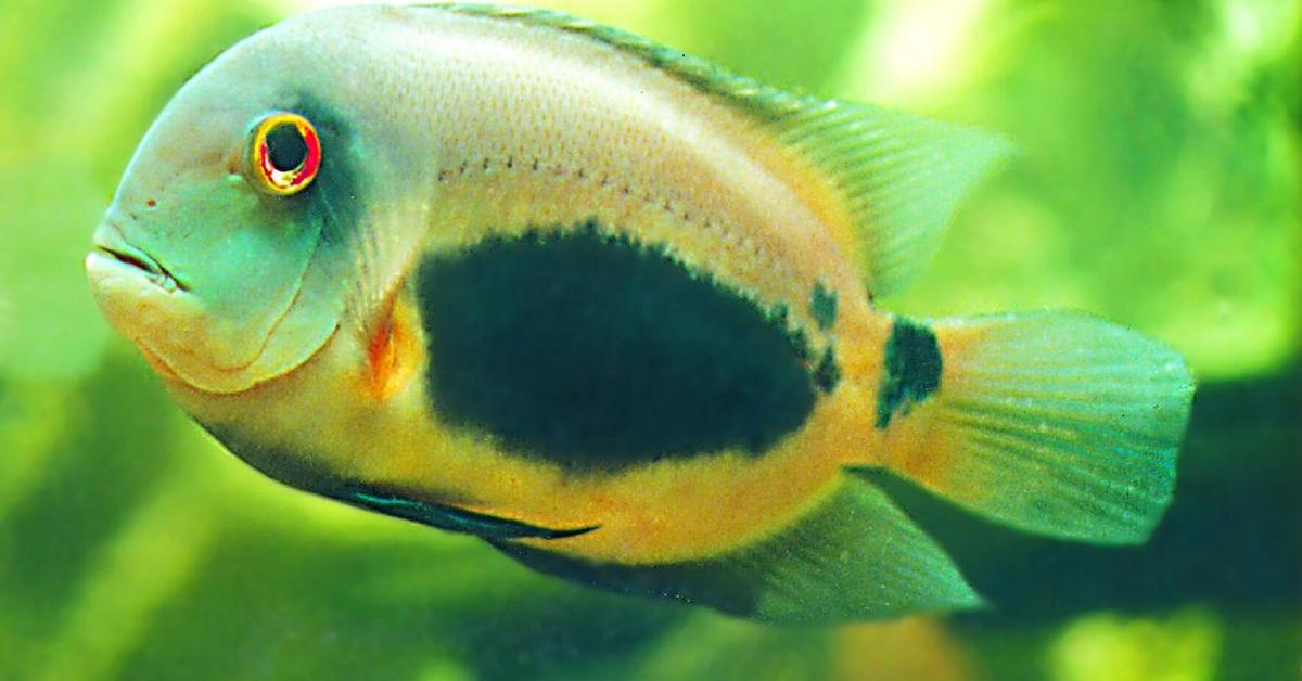 Stunning image of the Uaru Cichlid (Uaru amphiacanthoides), a wonder in the animal kingdom.