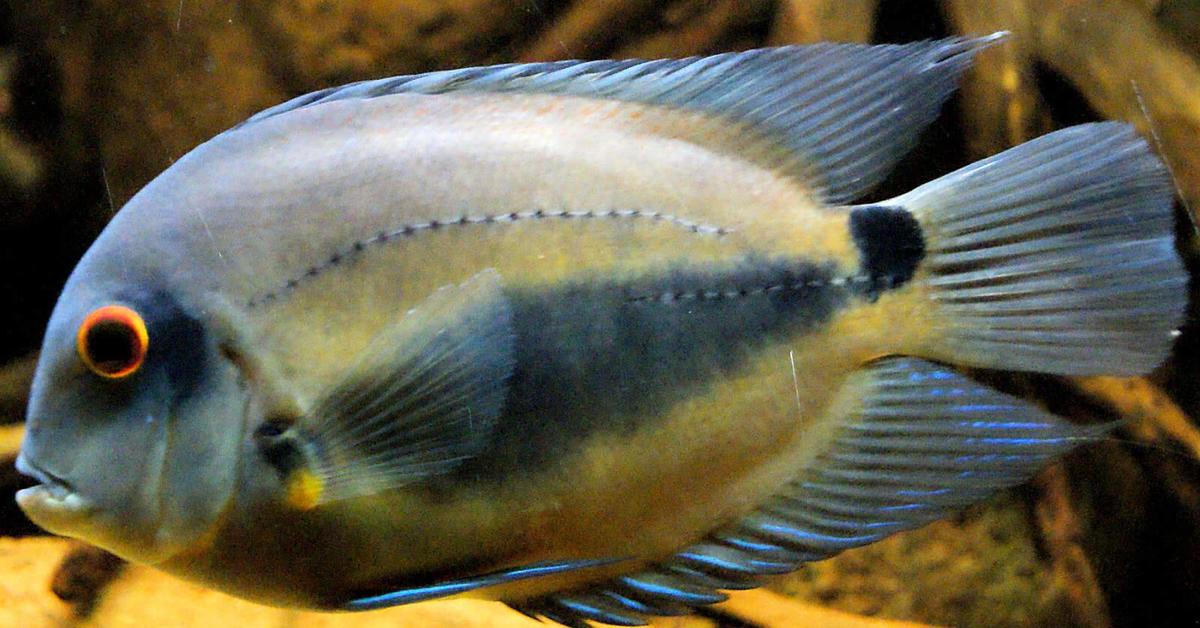 Iconic view of the Uaru Cichlid, or Uaru amphiacanthoides, in its habitat.