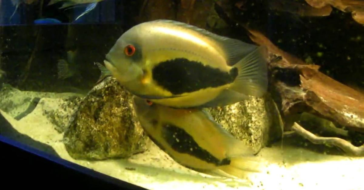 Distinctive Uaru Cichlid, in Indonesia known as Ikan Uaru Cichlid, captured in this image.