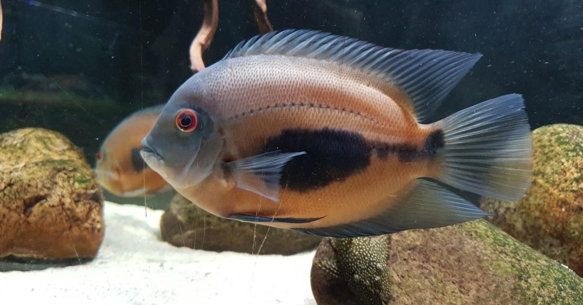 The fascinating Uaru Cichlid, scientifically known as Uaru amphiacanthoides.