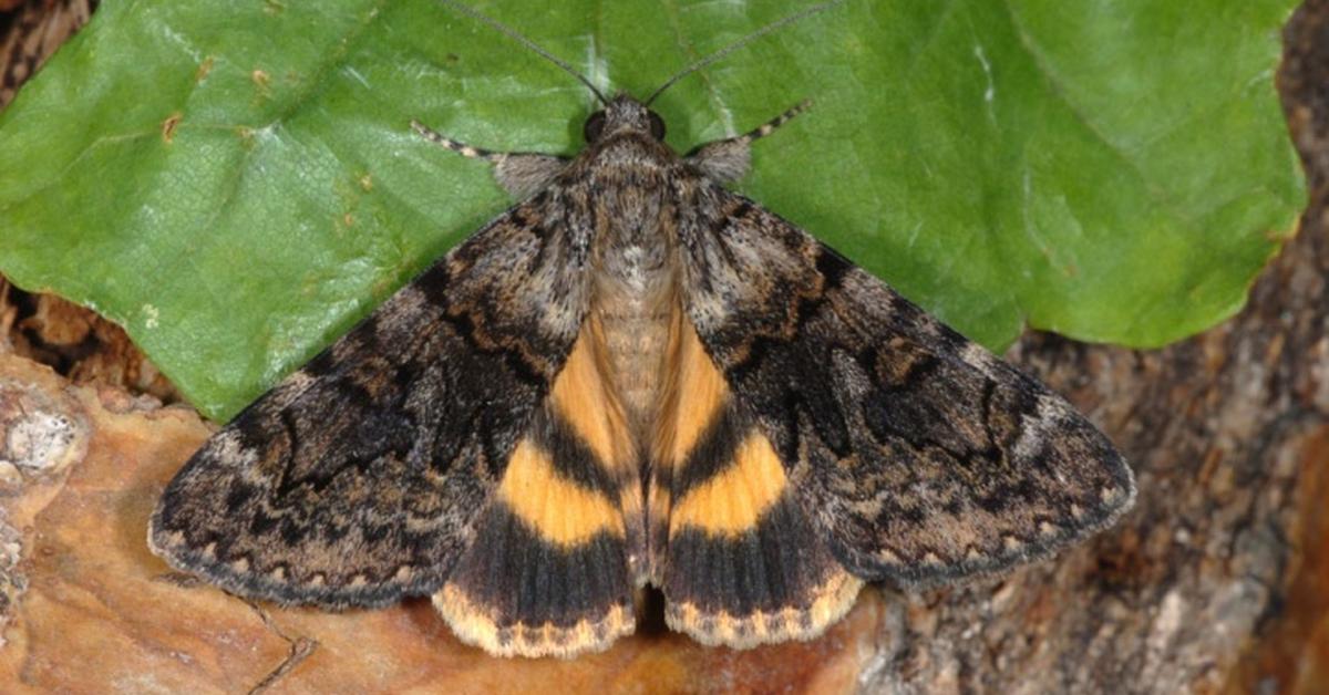 The Underwing Moth, a species known as Catocala, in its natural splendor.