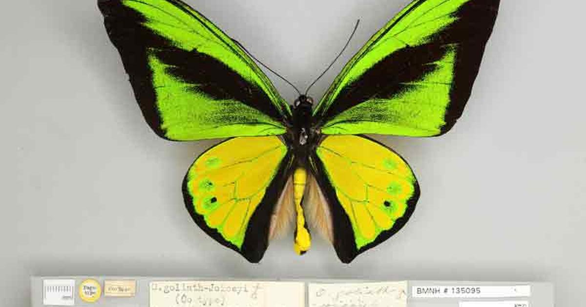 Vibrant snapshot of the Underwing Moth, commonly referred to as Kupu-kupu Sayap Bawah in Indonesia.