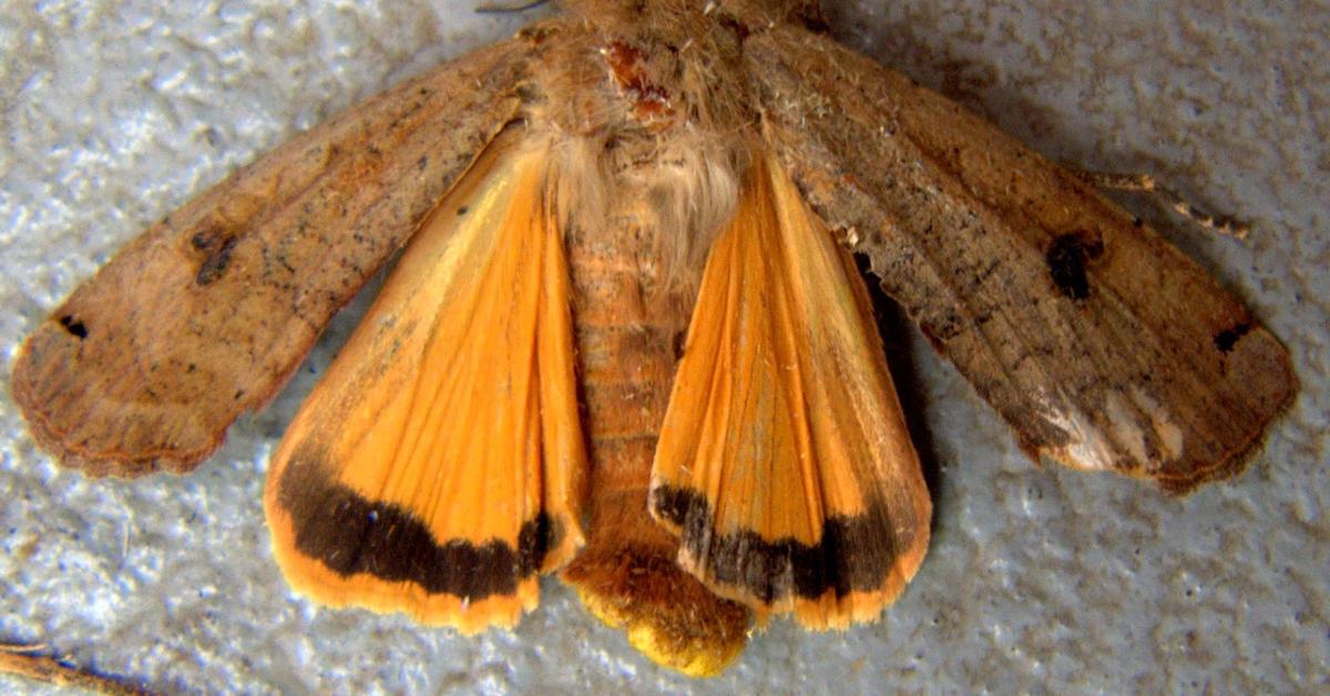 The Underwing Moth, a beautiful species also known as Kupu-kupu Sayap Bawah in Bahasa Indonesia.