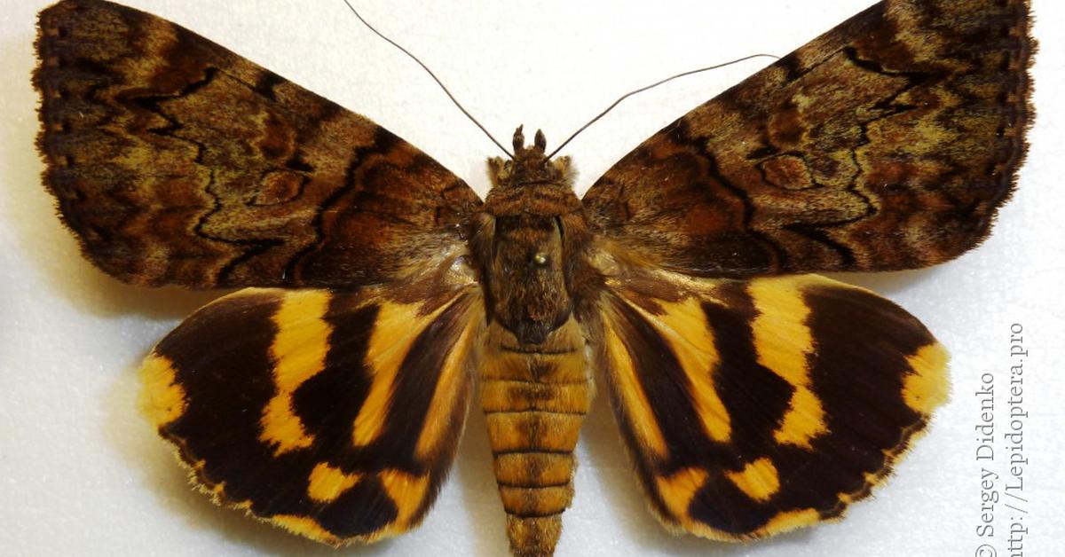 The Underwing Moth, a species known as Catocala, in its natural splendor.