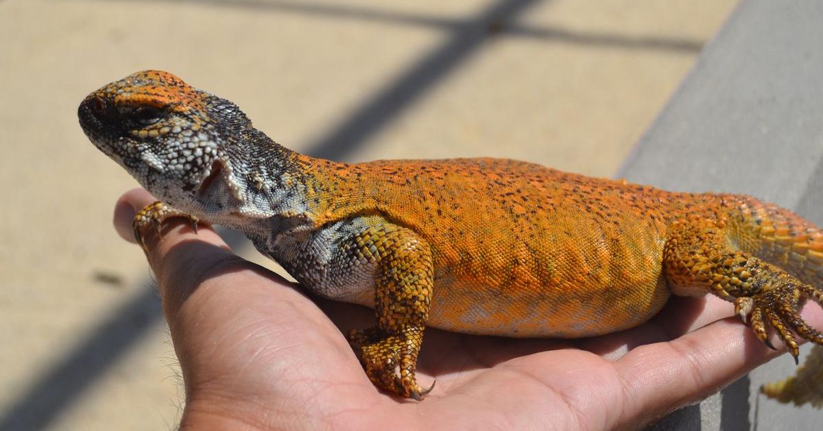 Enchanting Uromastyx, a species scientifically known as Uromastyx.