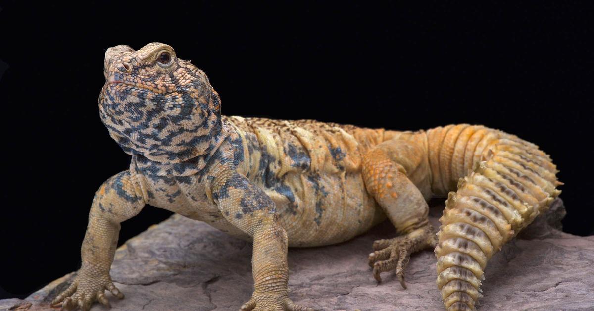 Unique portrayal of the Uromastyx, also called Uromastyx in Bahasa Indonesia.