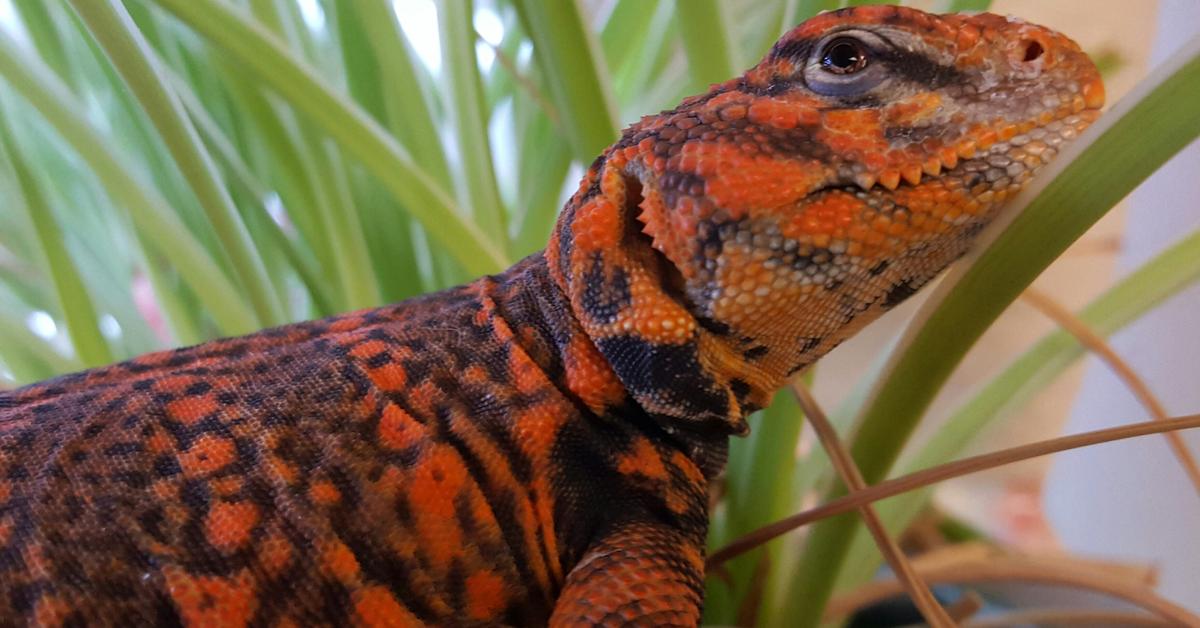 Iconic view of the Uromastyx, or Uromastyx, in its habitat.