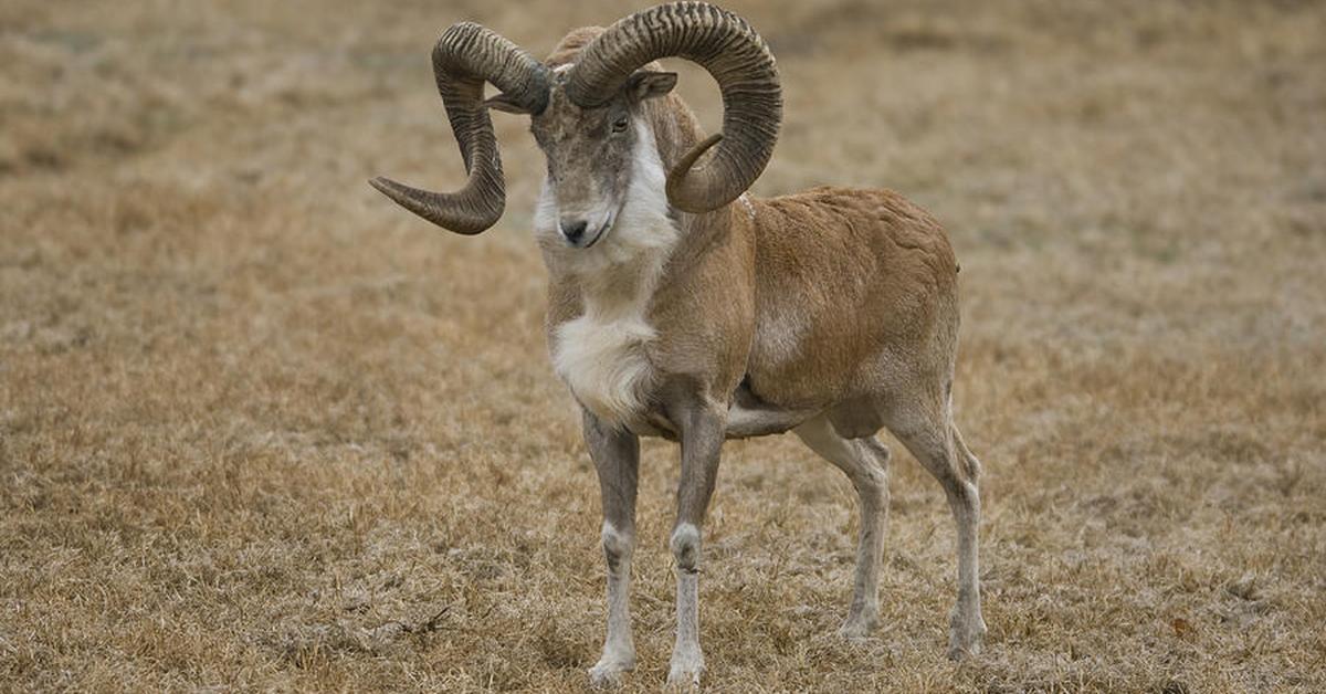 Dynamic image of the Urial, popularly known in Indonesia as Kambing Urial.