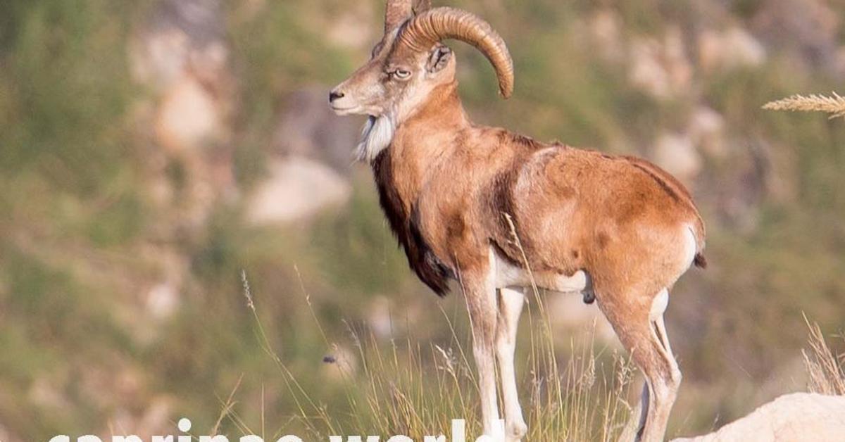 The elegant Urial (Ovis vignei), a marvel of nature.