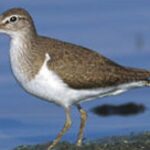 Photograph of the unique Upland Sandpiper, known scientifically as Bartramia longicauda.