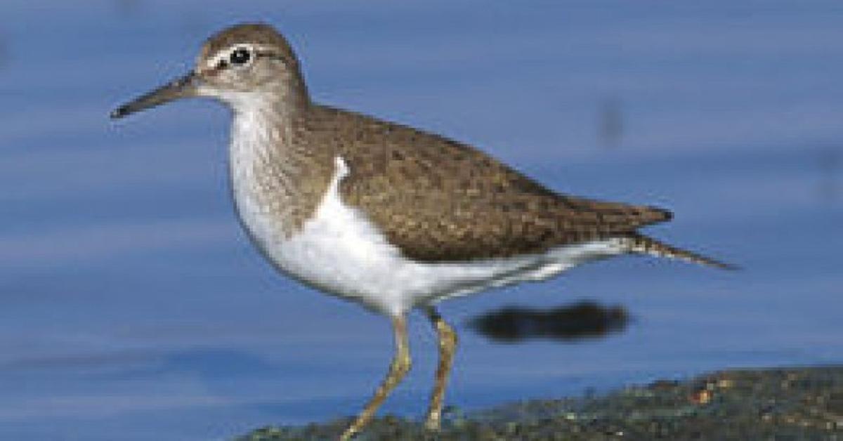 Picture of Upland Sandpiper, known in Indonesia as Burung Kedidi.