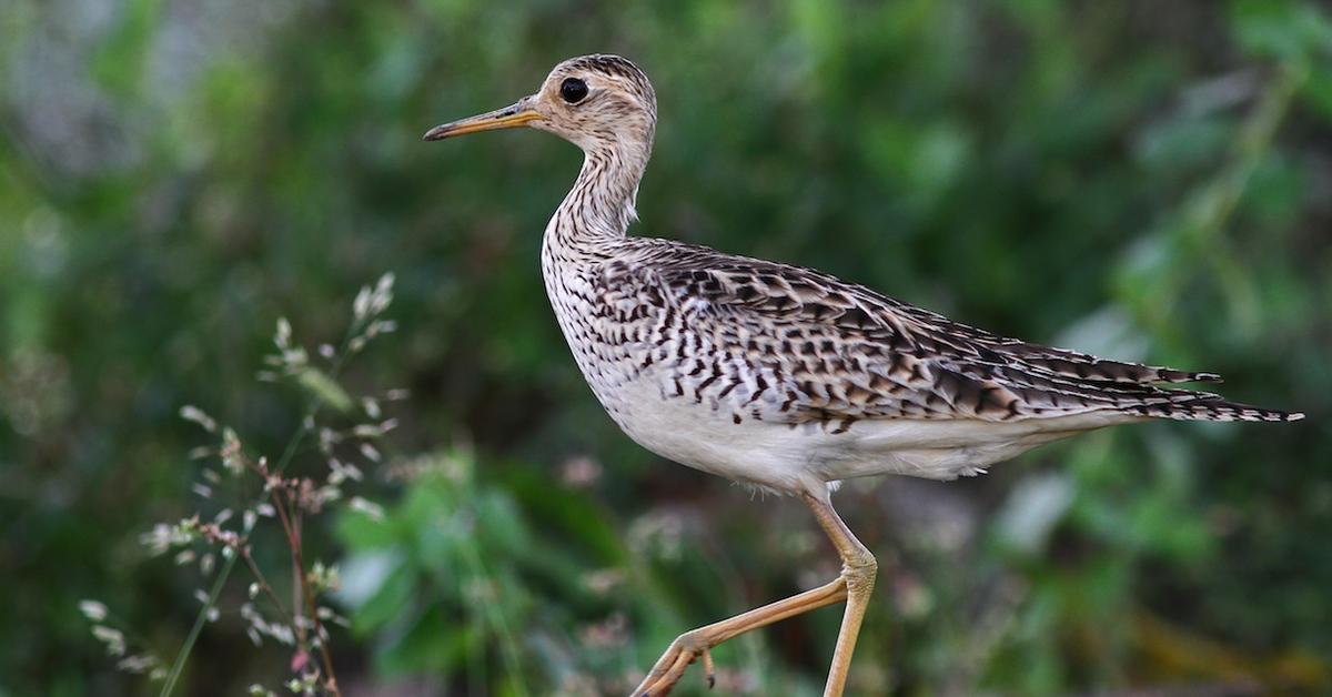 The Upland Sandpiper, a species known as Bartramia longicauda, in its natural splendor.