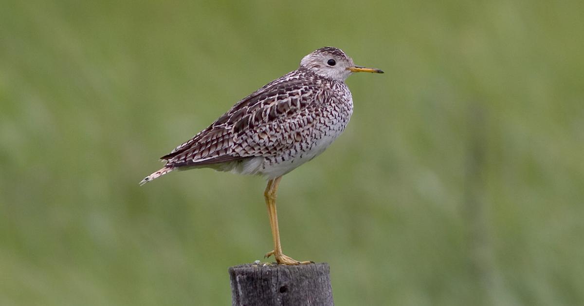 Elegant portrayal of the Upland Sandpiper, also known as Bartramia longicauda.