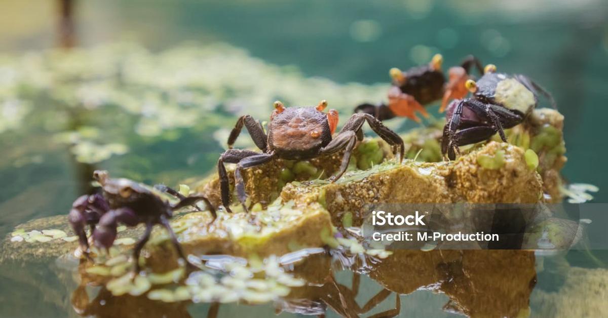 Engaging shot of the Vampire Crab, recognized in Indonesia as Kepiting Vampir.