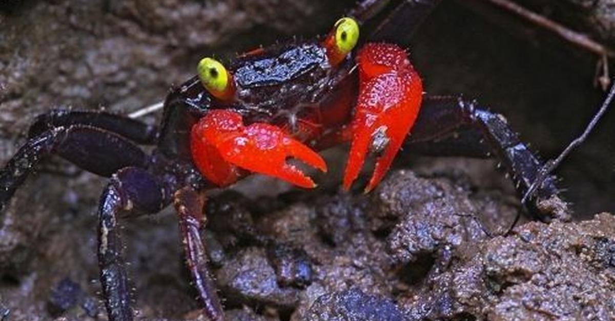 Exquisite image of Vampire Crab, in Indonesia known as Kepiting Vampir.