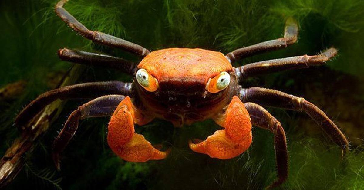 Visual representation of the Vampire Crab, recognized in Indonesia as Kepiting Vampir.