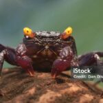 Stunning depiction of Vampire Crab, also referred to as Geosesarma dennerle.