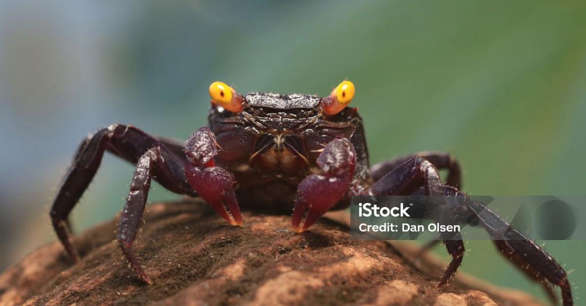 Stunning depiction of Vampire Crab, also referred to as Geosesarma dennerle.