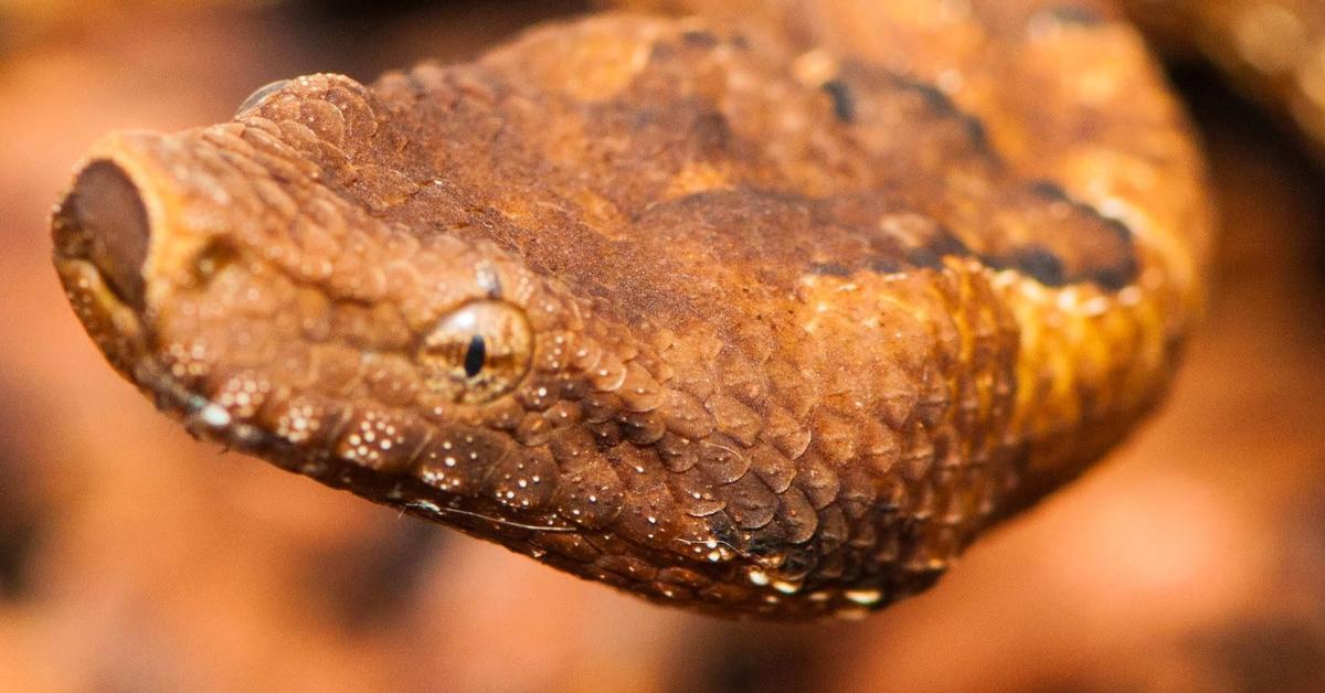 Enchanting Viper Boa, a species scientifically known as Candoia aspera.