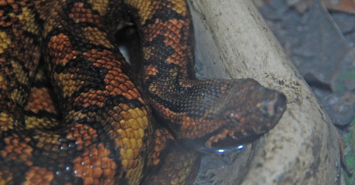 Captivating presence of the Viper Boa, a species called Candoia aspera.