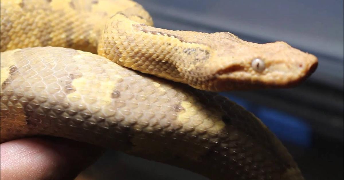 Graceful Viper Boa, a creature with the scientific name Candoia aspera.