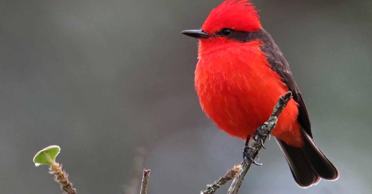 The Vermilion Flycatcher in its natural beauty, locally called Burung Pemangsa Vermilion.