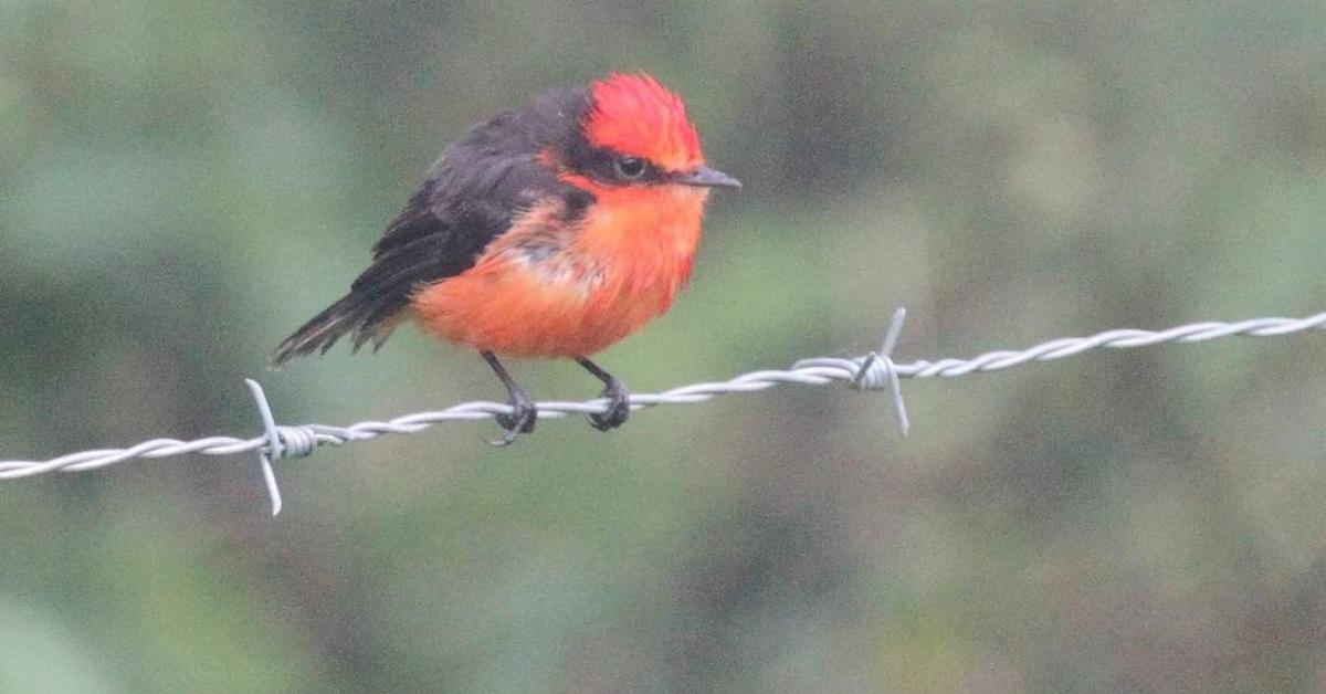 Photogenic Vermilion Flycatcher, scientifically referred to as Pyrocephalus obscurus.