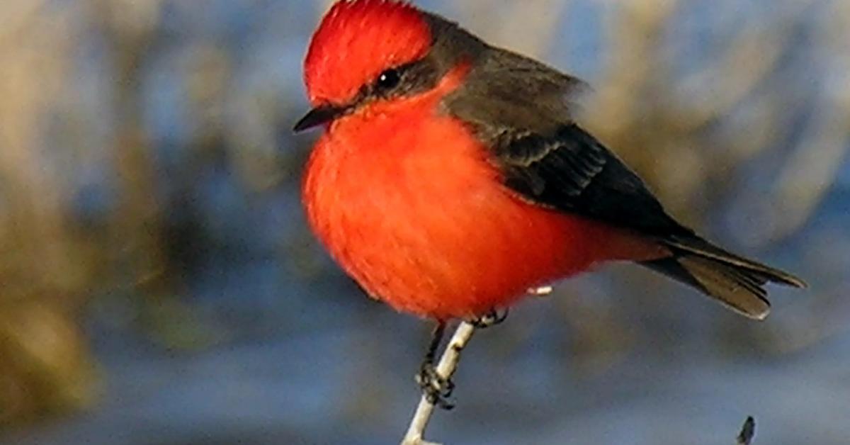 Close encounter with the Vermilion Flycatcher, scientifically called Pyrocephalus obscurus.