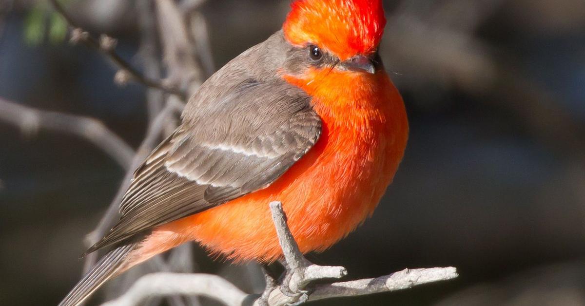 Image showcasing the Vermilion Flycatcher, known in Indonesia as Burung Pemangsa Vermilion.