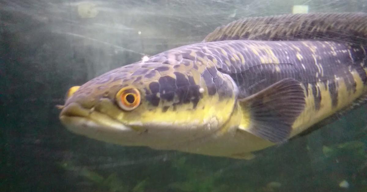 Captivating presence of the Viperfish, a species called Chauliodus sp..