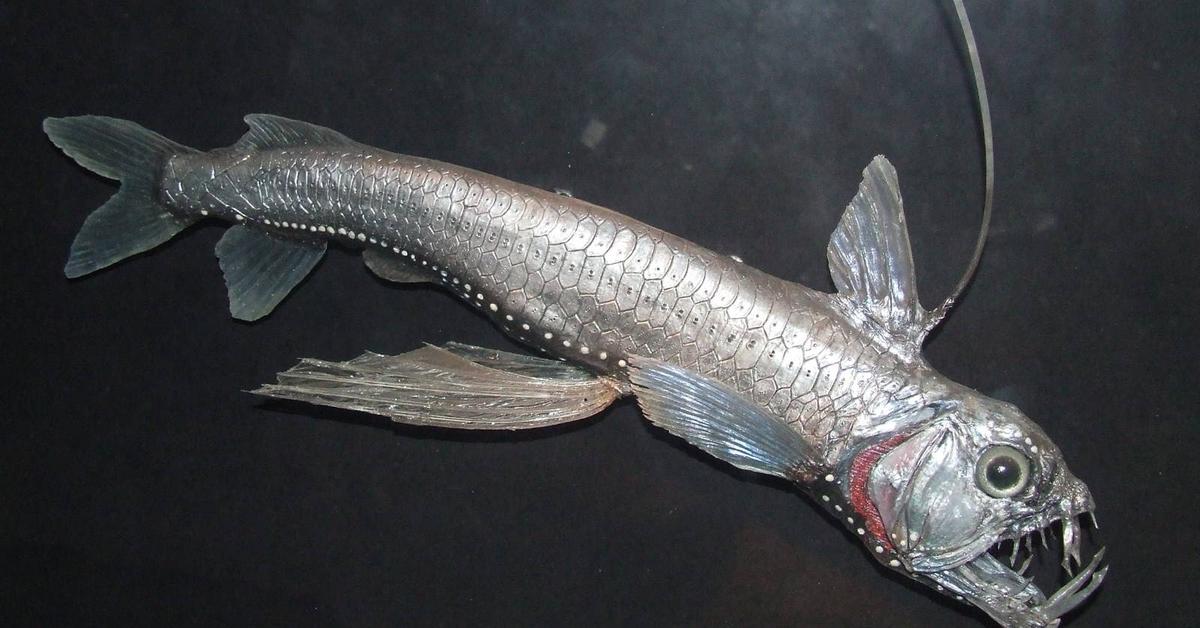 Photographic depiction of the unique Viperfish, locally called Ikan Ular.