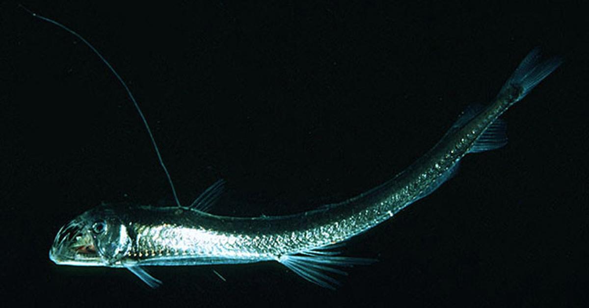 Stunning image of the Viperfish (Chauliodus sp.), a wonder in the animal kingdom.