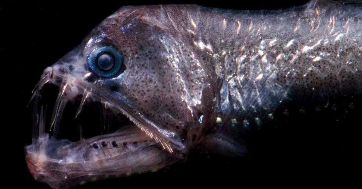 Stunning depiction of Viperfish, also referred to as Chauliodus sp..