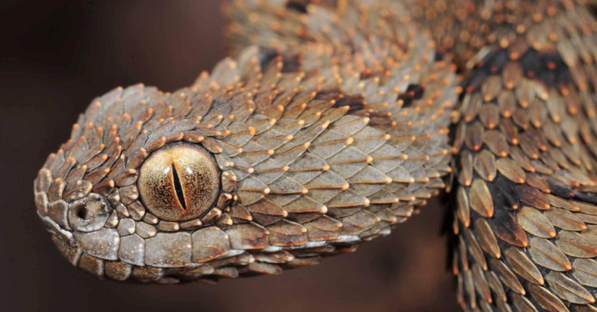 Captured elegance of the Viper, known in Indonesia as Ular Berbisa.