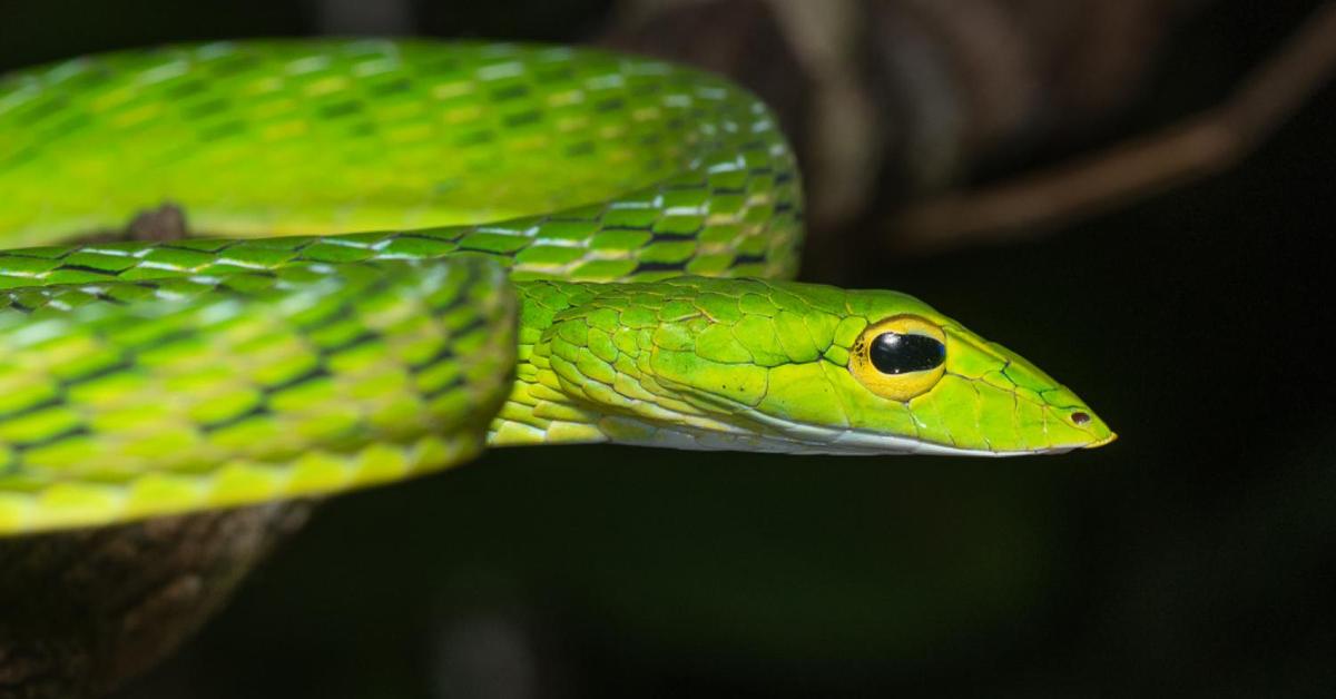 Dynamic image of the Vine Snake, popularly known in Indonesia as Ular Ranting.