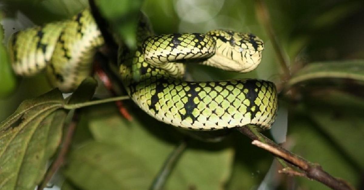 The fascinating Vine Snake, scientifically known as Ahaetulla.