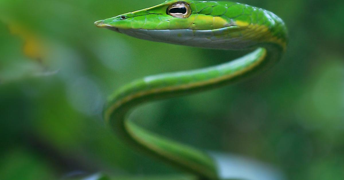 Image showcasing the Vine Snake, known in Indonesia as Ular Ranting.