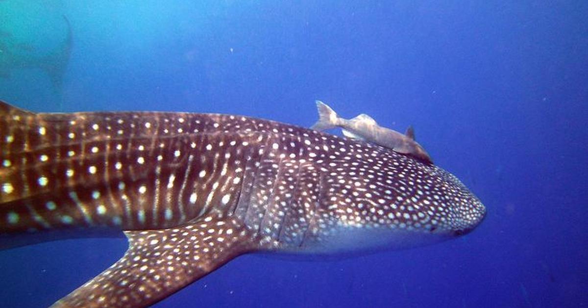 Captured moment of the Viper Shark, in Indonesia known as Hiu Ular.