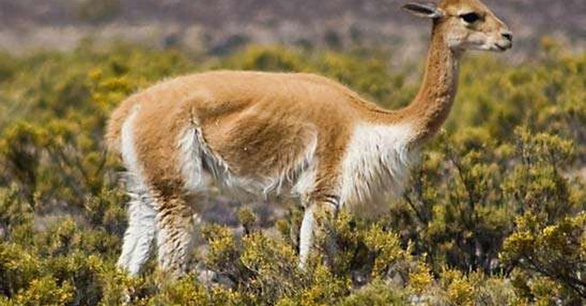 Photogenic Vicuña, scientifically referred to as Lama vicugna.