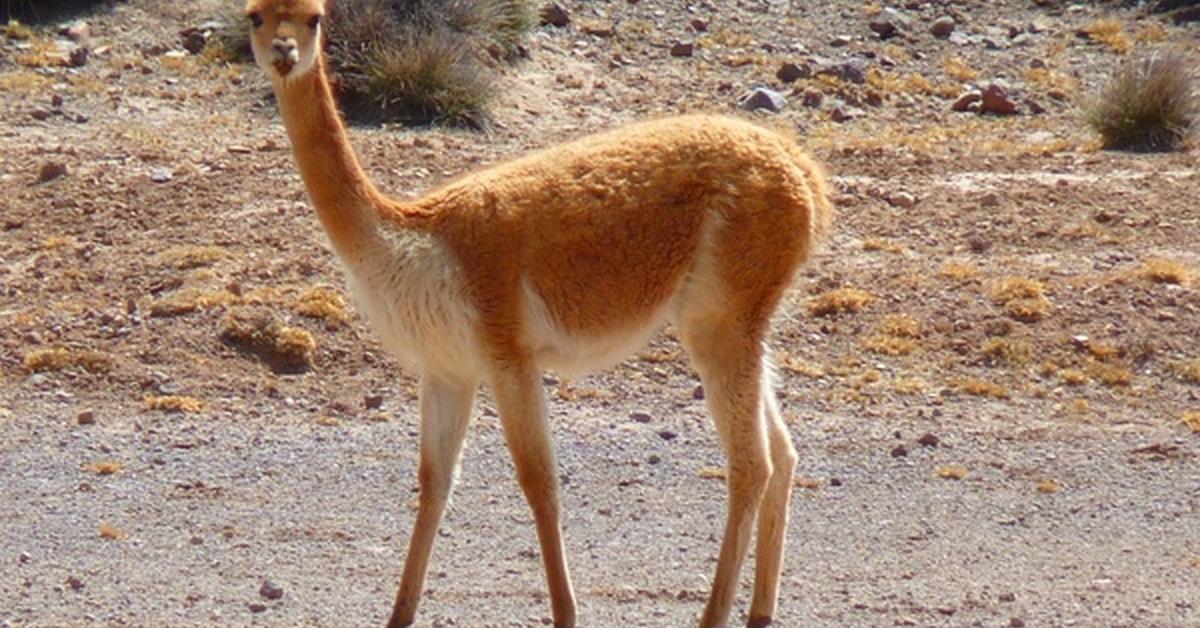 Picture of Vicuña, known in Indonesia as Vicuña.