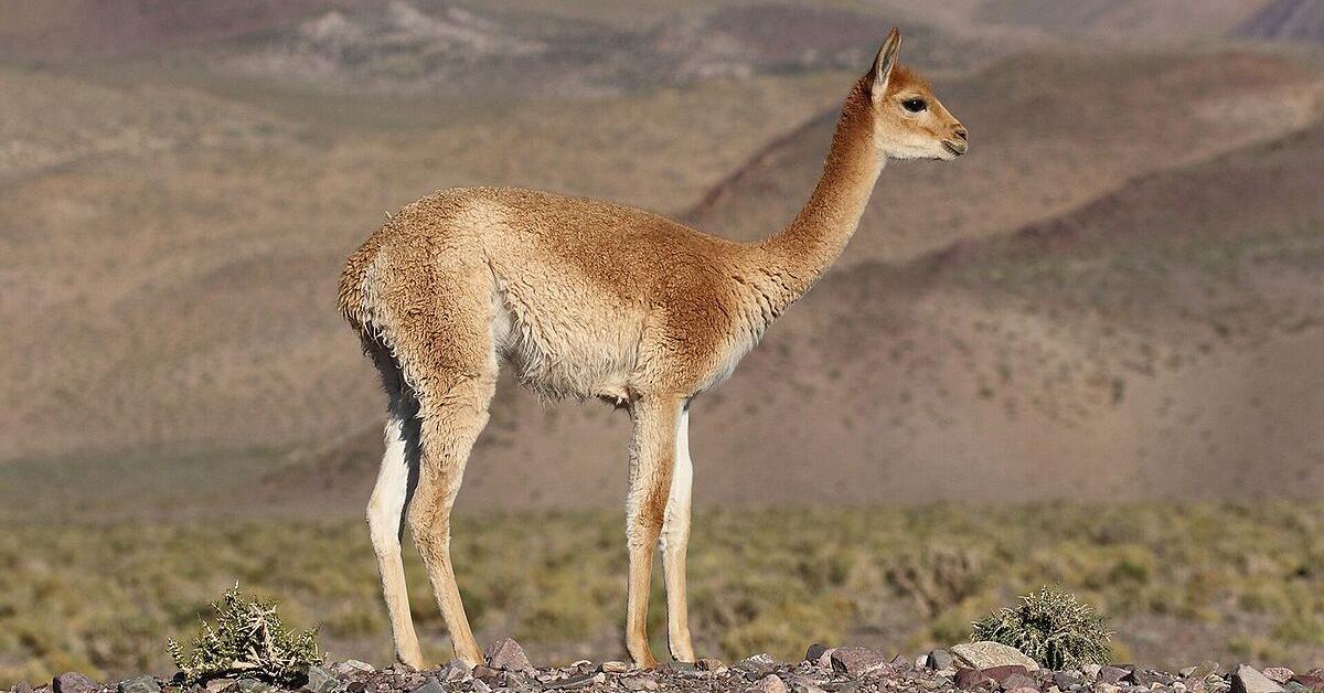 Captured beauty of the Vicuña, or Lama vicugna in the scientific world.