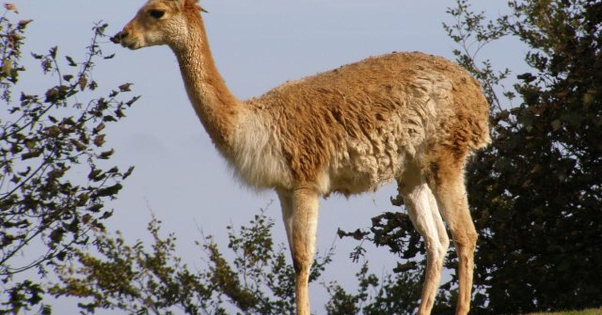 Picture of Vicuña, known in Indonesia as Vicuña.