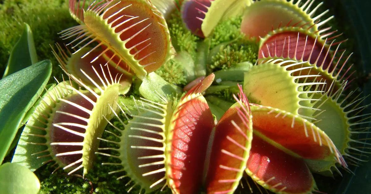 Close encounter with the Venus Flytrap, scientifically called Dionaea muscipula.