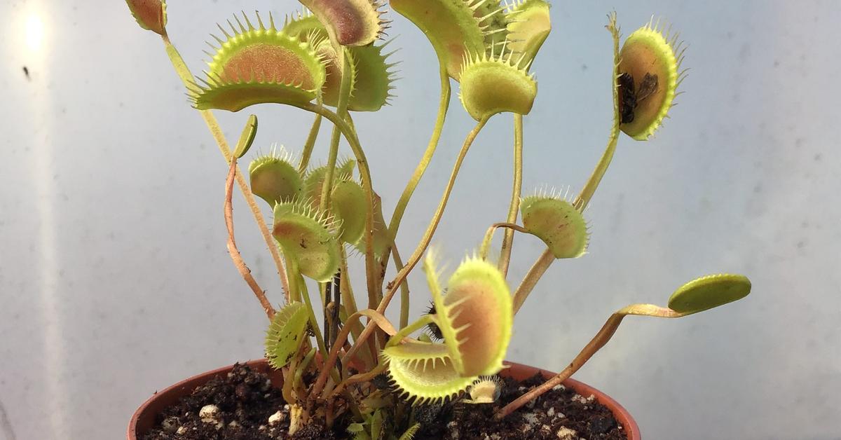 The Venus Flytrap, an example of Dionaea muscipula, in its natural environment.