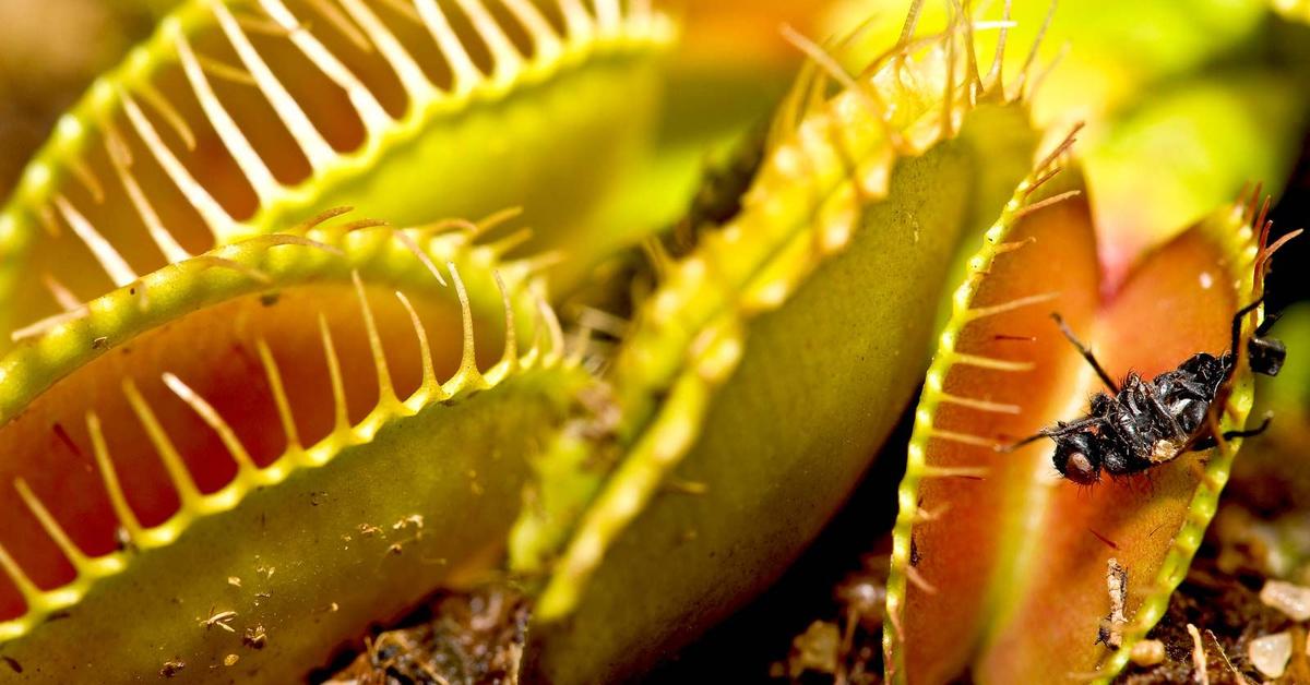 Image showcasing the Venus Flytrap, known in Indonesia as Perangkap Lalat Venus.