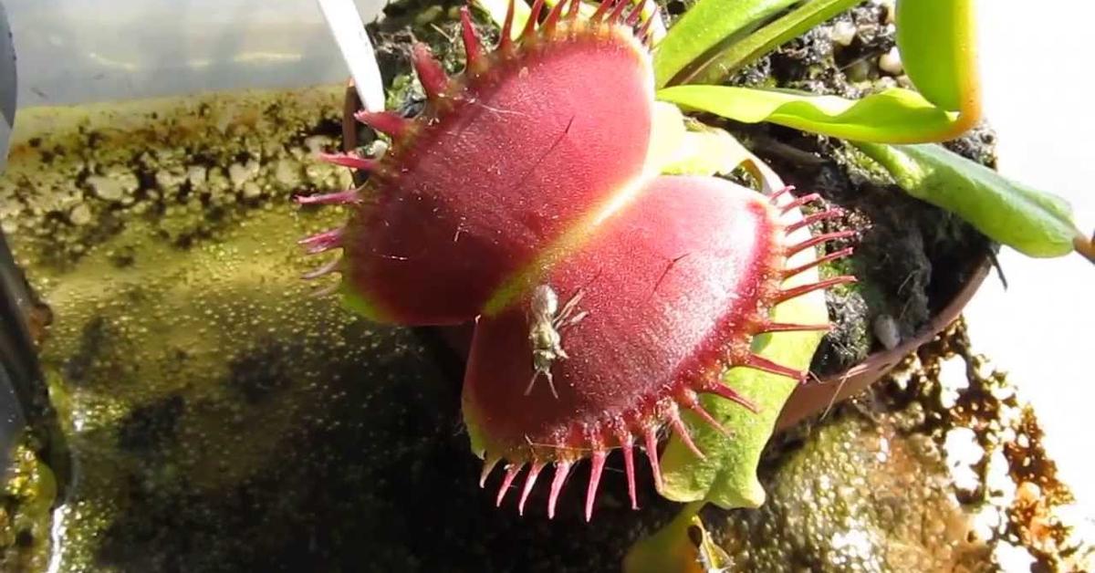 Glimpse of the Venus Flytrap, known in the scientific community as Dionaea muscipula.