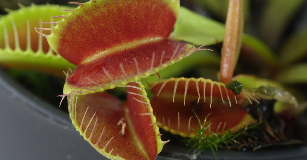 Vivid image of the Venus Flytrap, or Perangkap Lalat Venus in Indonesian context.